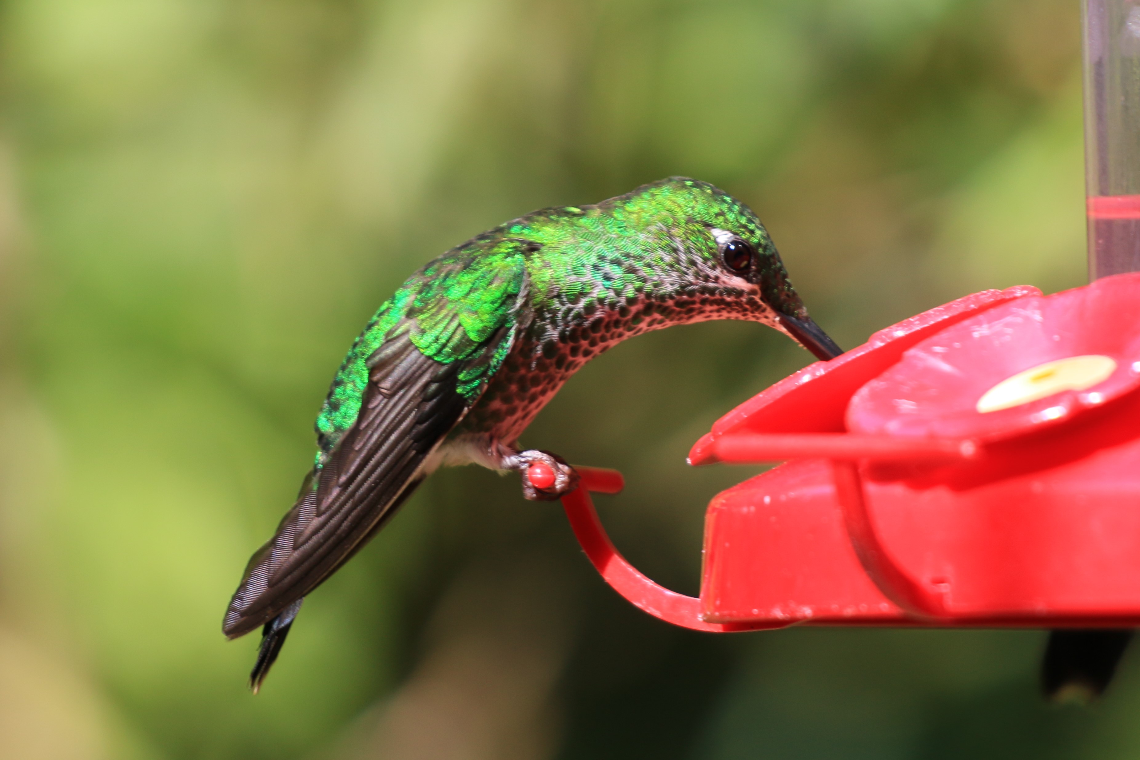 Costa Rica